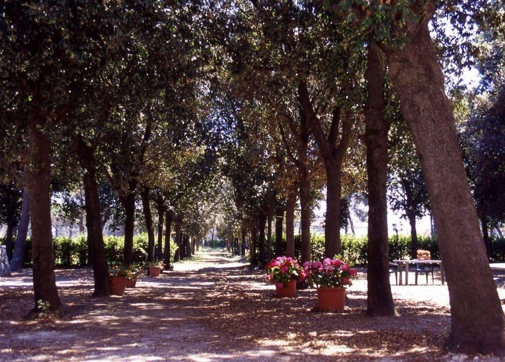 Razza Del Casalone * Grosseto